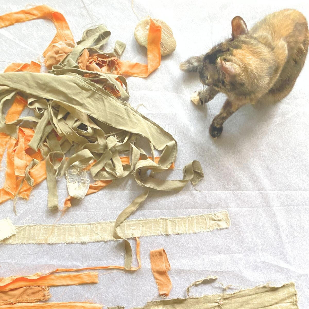 Cat resting on textile scraps during the processing